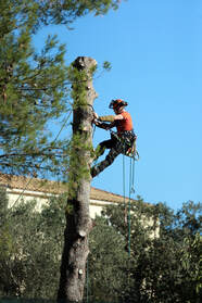Expert tree cutting service in action: Our certified arborists skillfully cuts a towering tree, highlighting our professional tree cutting expertise. Witness the seamless execution of our comprehensive tree care solutions, ensuring a safe and efficient process for your landscaping needs.