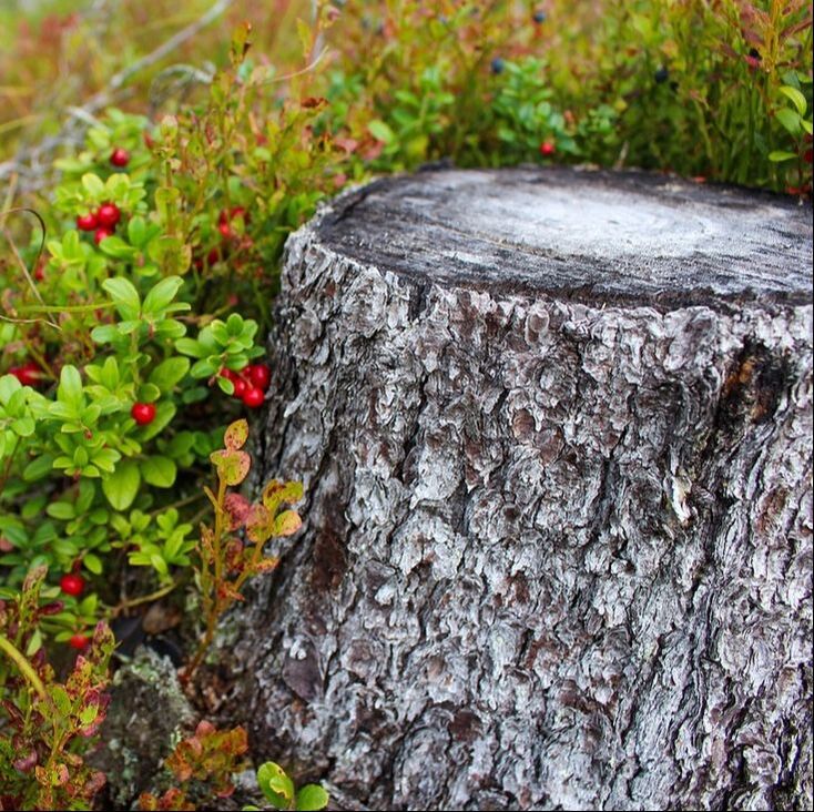 Old tree stump needs certified arborist